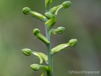 Developing flowers